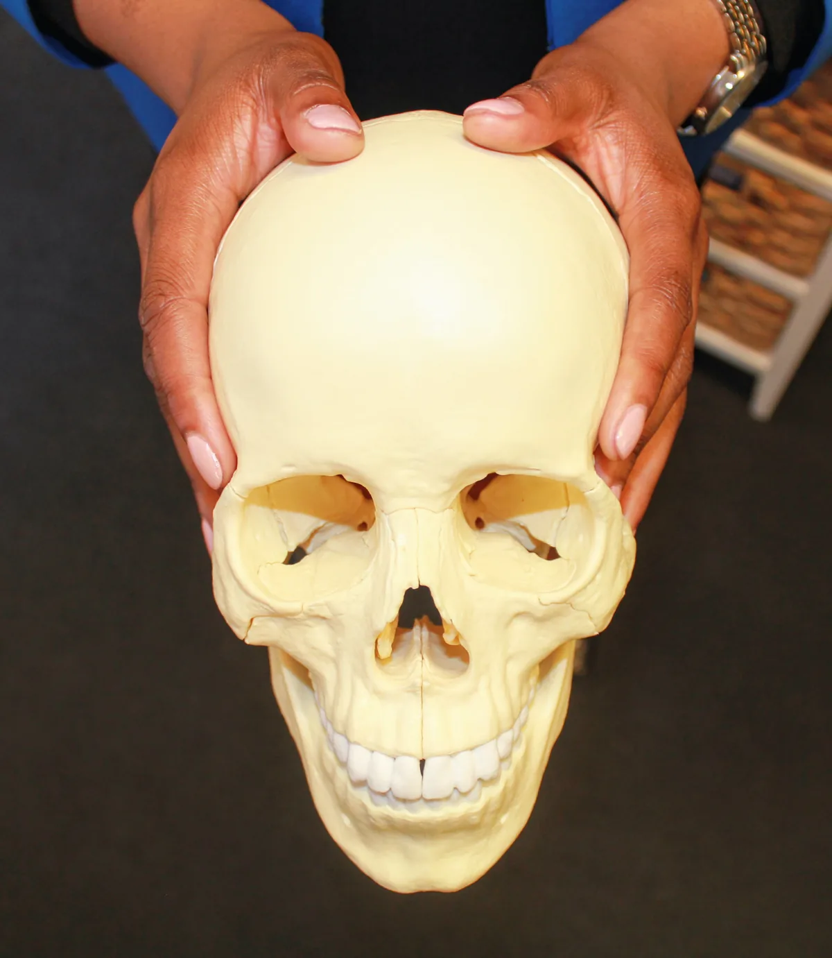 Hands holding an anatomical skull model during a care discussion